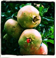 Paradiesfrüchte... Granatäpfel