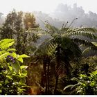 Paradiesgärtner pflanzen Heiterkeitsbäume, Freudensträucher, Lachobst und Tanzgemüse (A. Selacher)