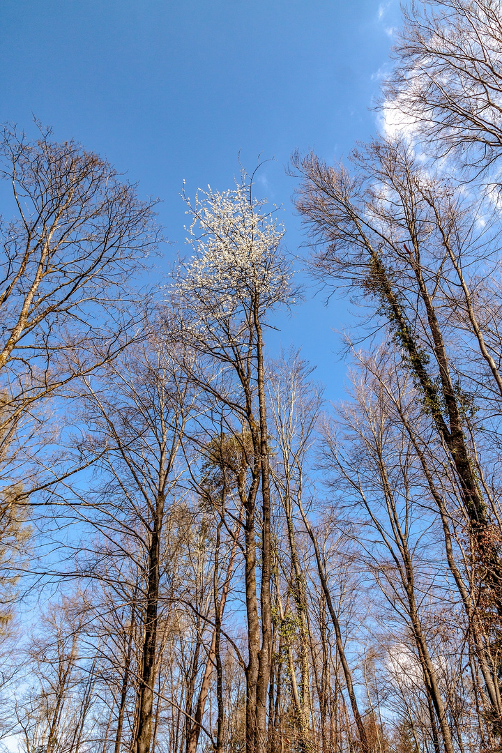 Paradiesgartenweg *