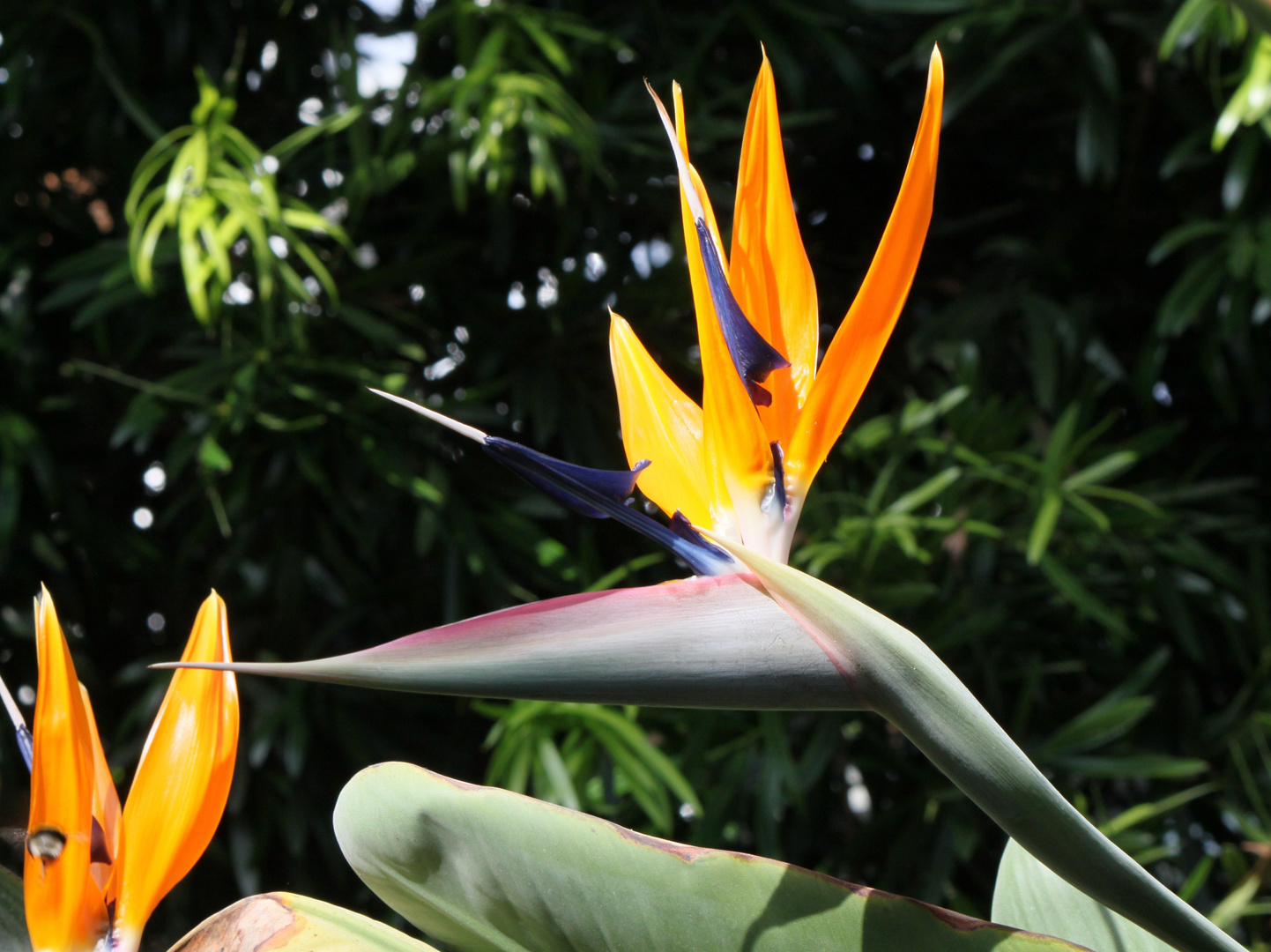 Paradiesischer Vogel