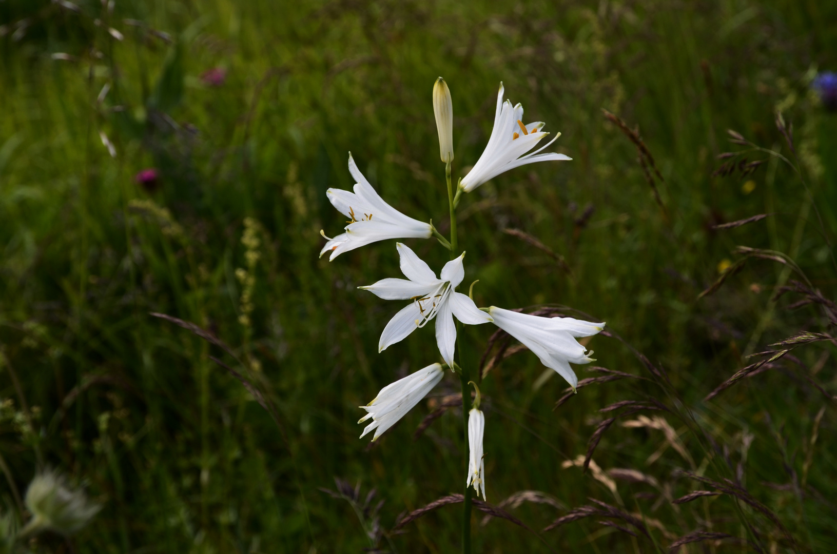 Paradieslilie...die botanische Königin auf der Mussen