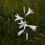 Paradieslilie...die botanische Königin auf der Mussen