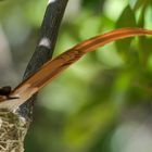 Paradiesschnäpper-Männchen beim Brüten.