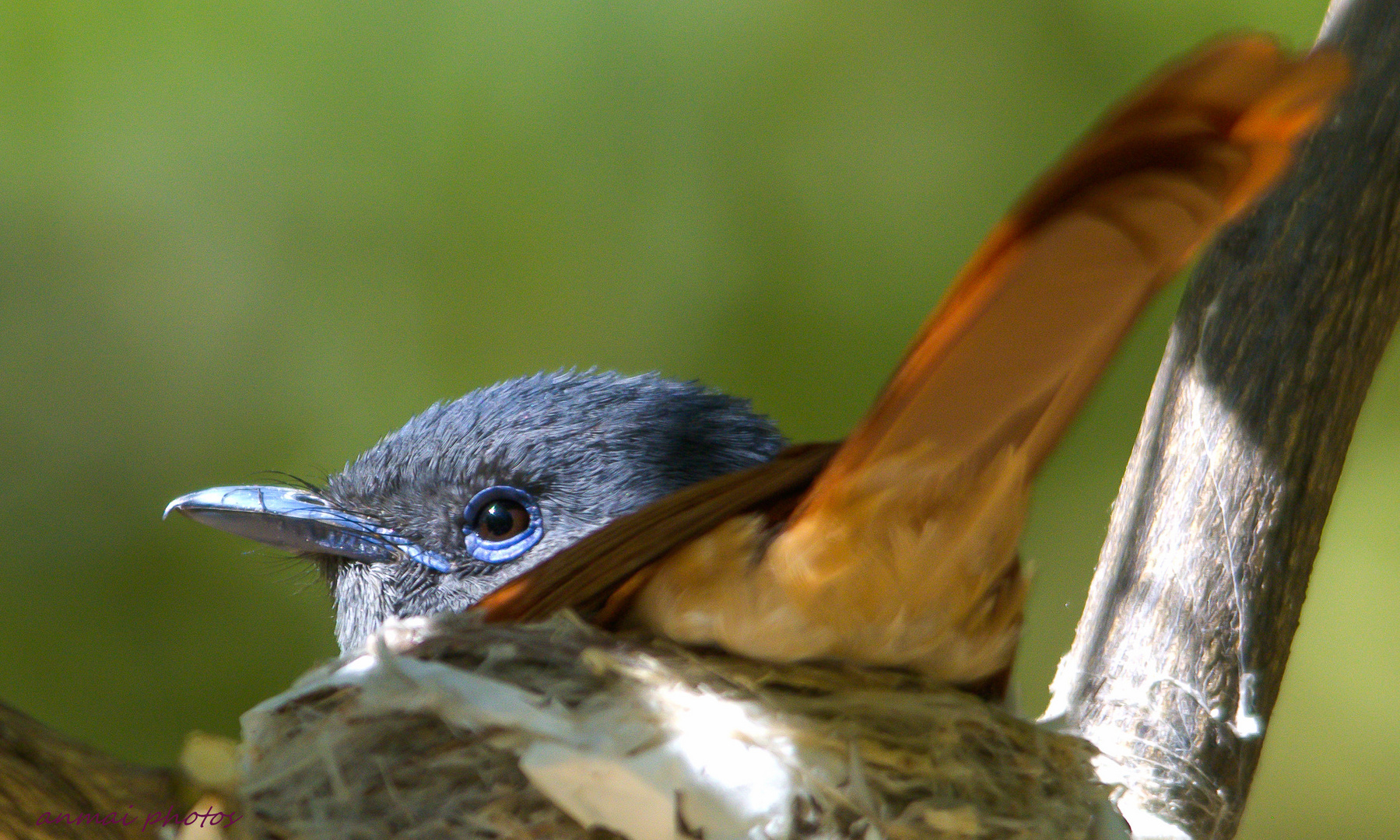 Paradiesschnäpper-Weibchen auf ihrem Nest.