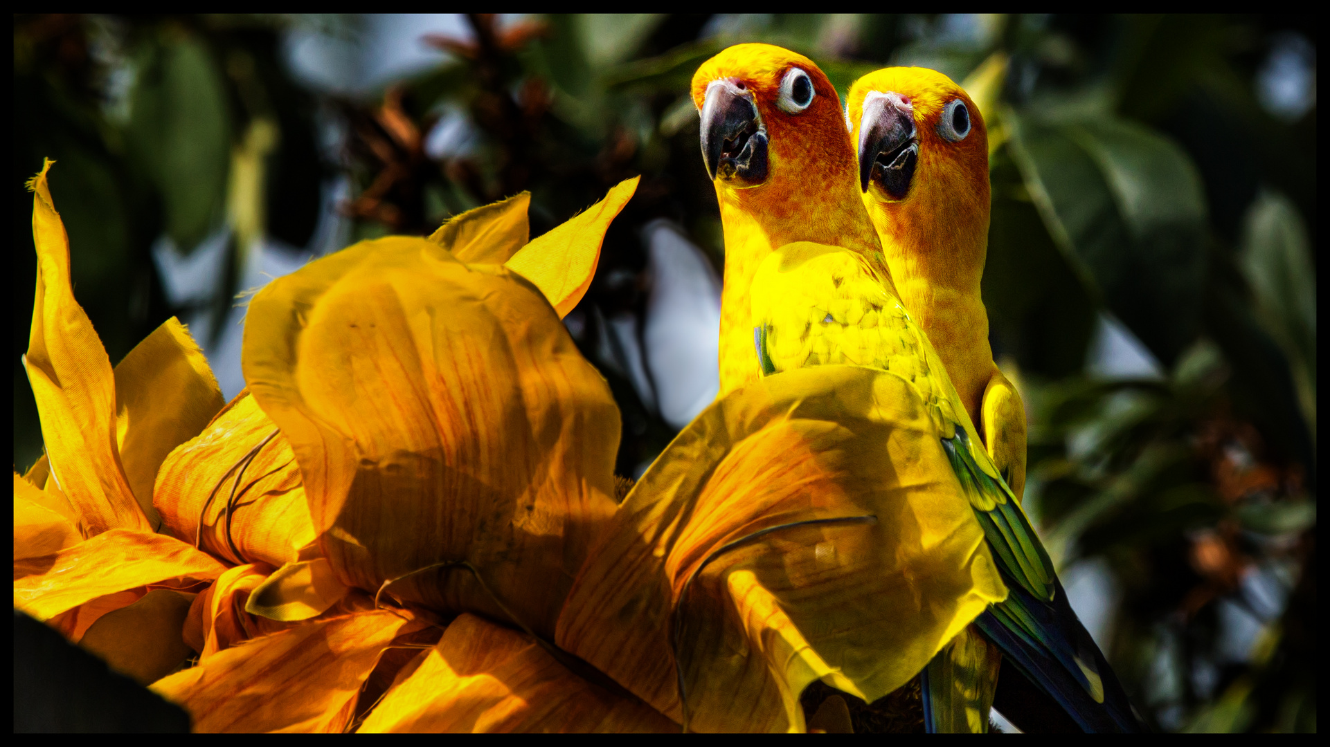 Paradiesvögel Foto &amp; Bild | tiere, tierfreundschaften, natur Bilder auf ...