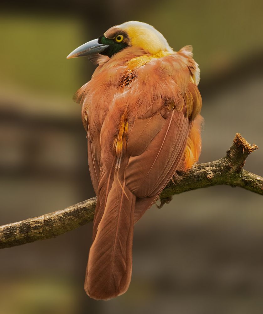 Paradiesvogel Tanz