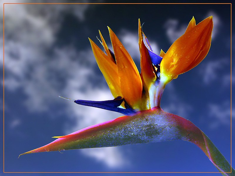 Paradiesvogel?... Foto &amp; Bild | archiv digitalphoto, 02 04: die farbe ...