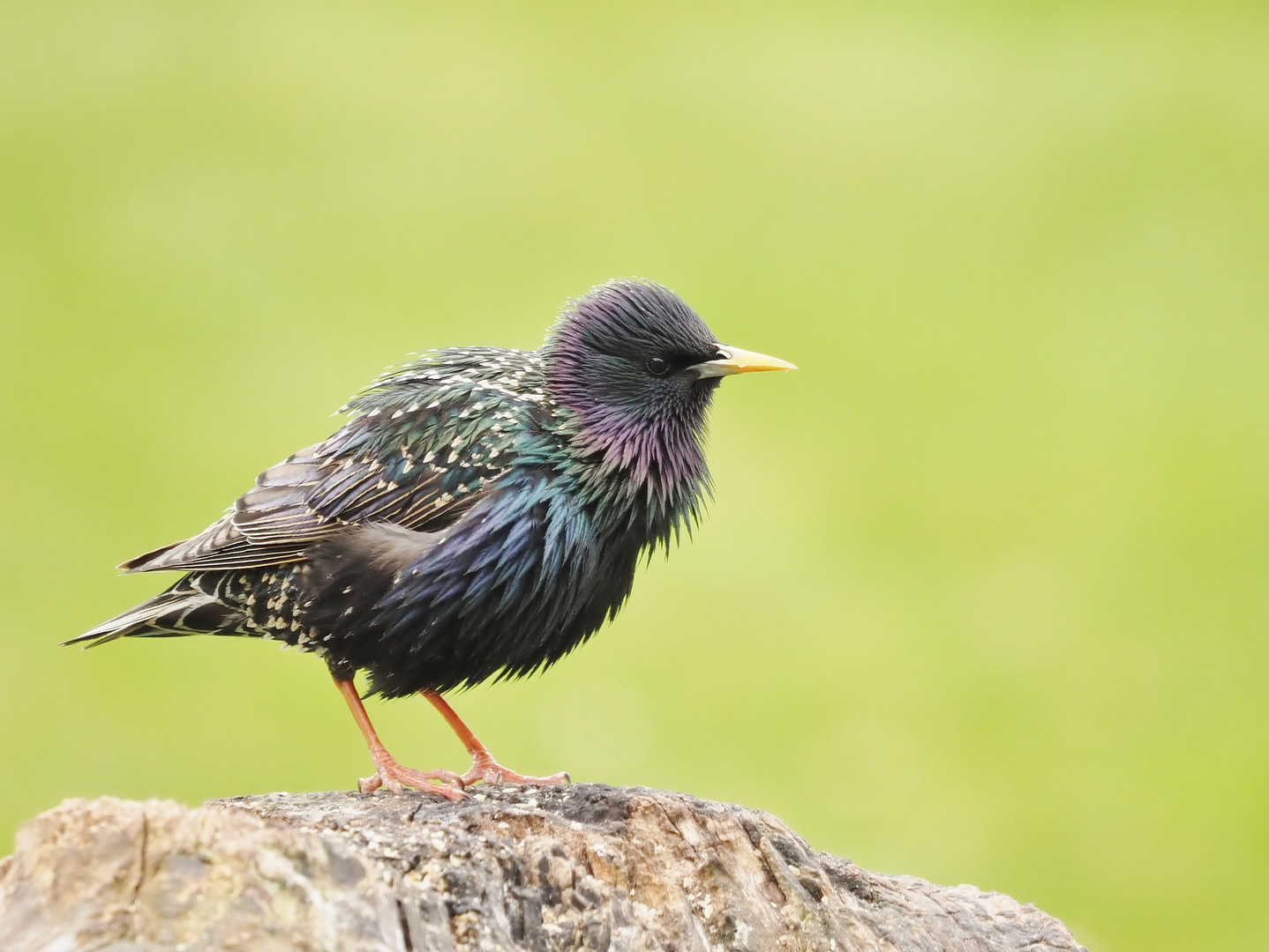 &amp;quot;Paradies.Vogel.&amp;quot; Foto &amp; Bild | tiere, wildlife, wild lebende vögel ...