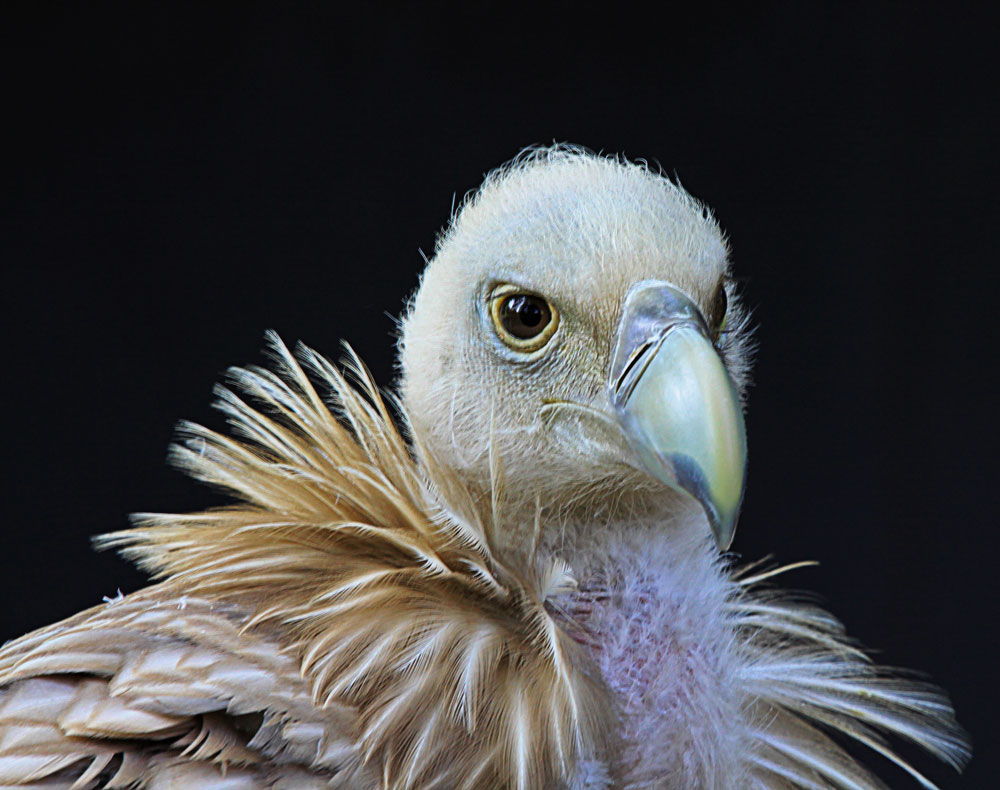 Paradiesvogel Foto &amp; Bild | tiere, zoo, wildpark &amp; falknerei, vögel ...