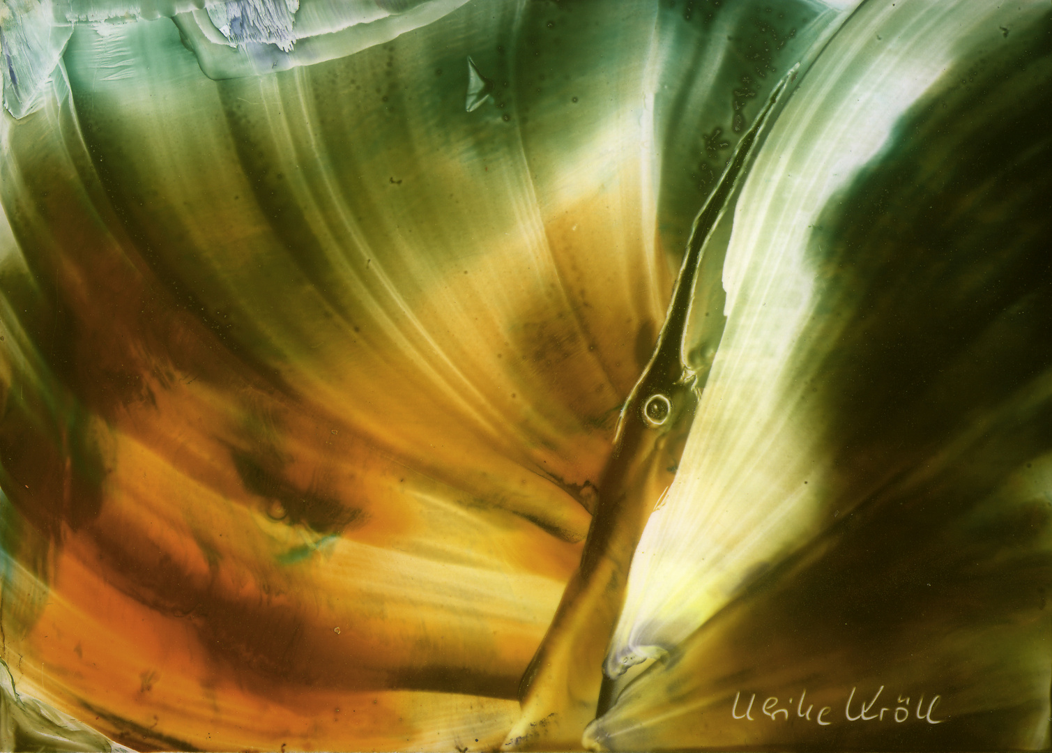 Paradiesvogel Foto & Bild tiere, tierdetails, encausticrealistisc