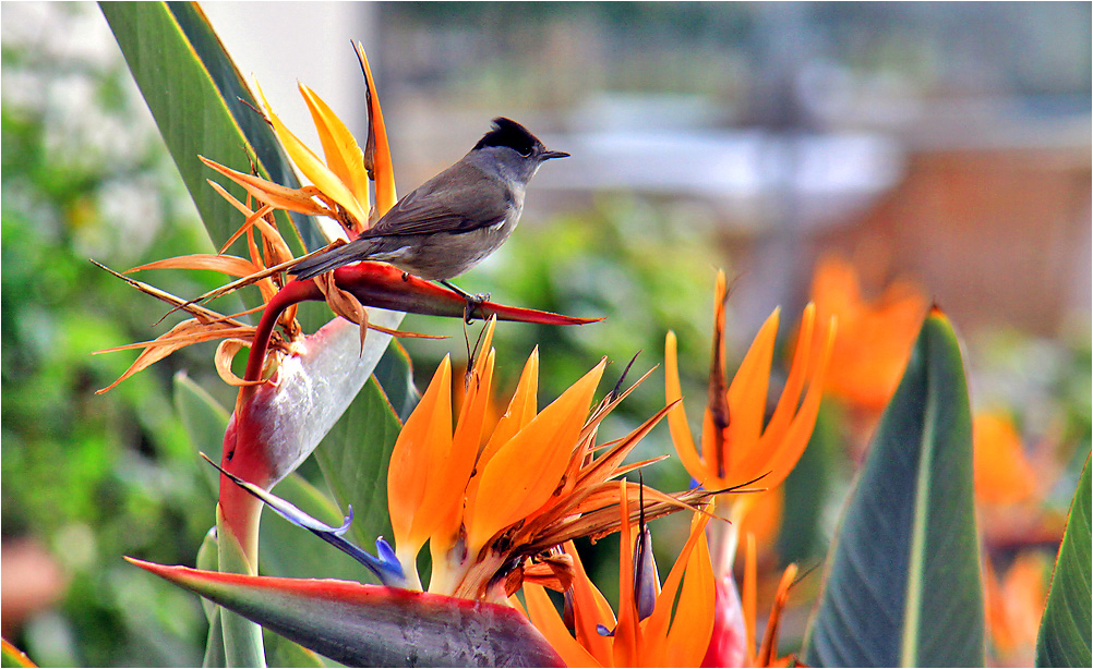 Paradiesvogel Paradiesvogel