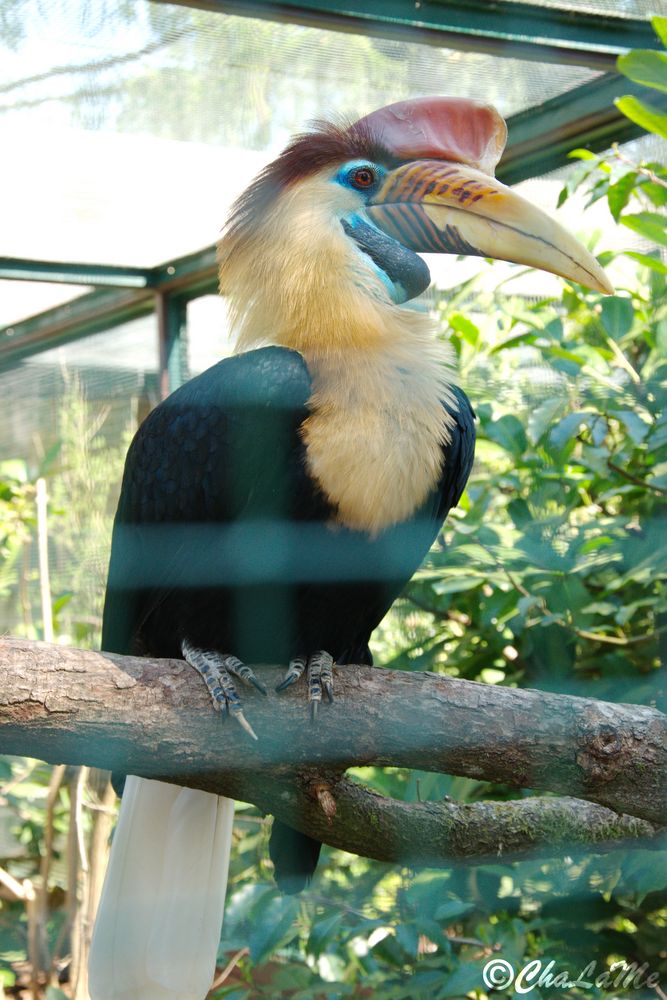 Paradiesvogel Foto &amp; Bild | natur, tiere, vögel Bilder auf fotocommunity