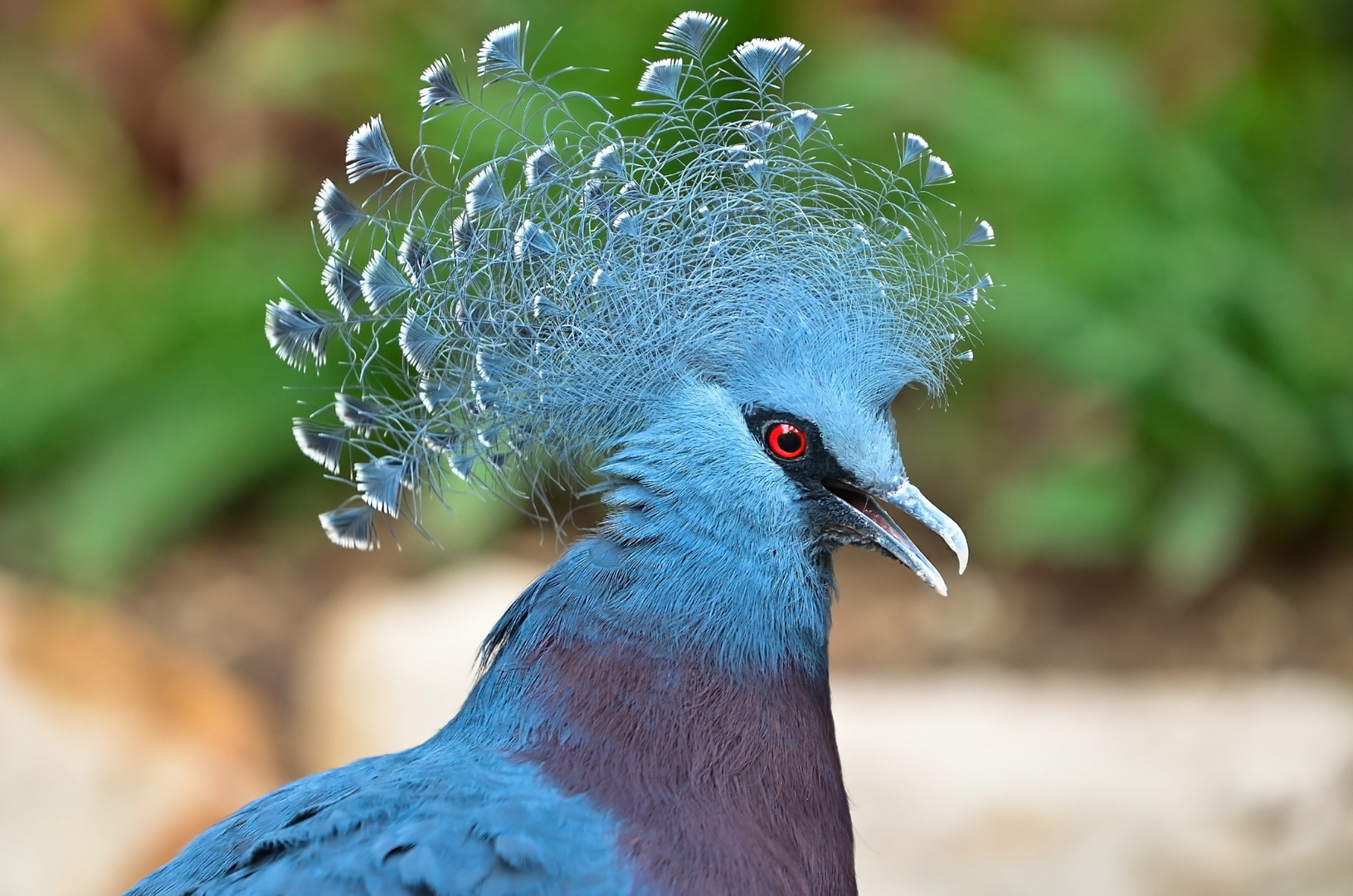 Paradiesvogel Foto &amp; Bild | tiere, zoo, wildpark &amp; falknerei, vögel ...