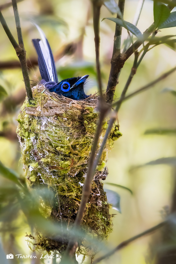 Paradiesvogel