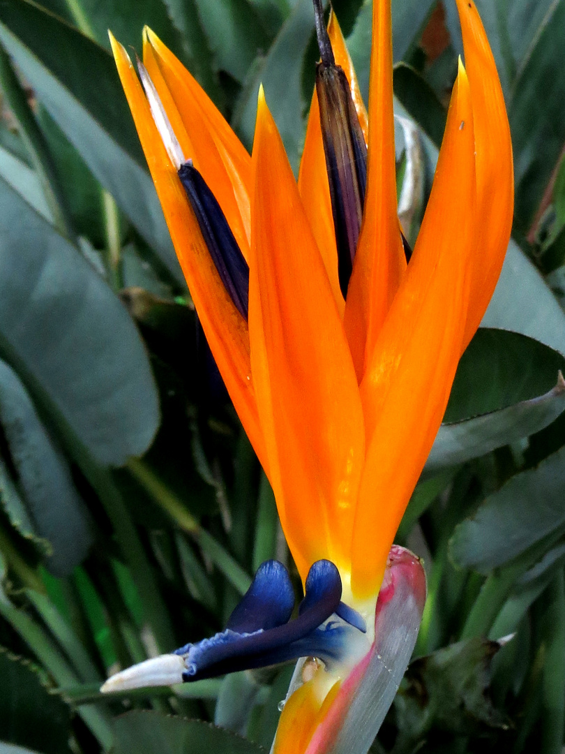 Paradiesvogel... Foto & Bild pflanzen, pilze & flechten, natur, blüten Bilder auf