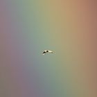 Paradiesvogel? Silberreiher - Ardea alba - vor dem Regenbogen