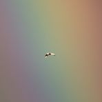 Paradiesvogel? Silberreiher - Ardea alba - vor dem Regenbogen