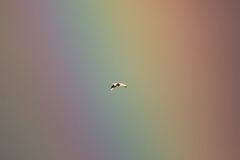 Paradiesvogel? Silberreiher - Ardea alba - vor dem Regenbogen