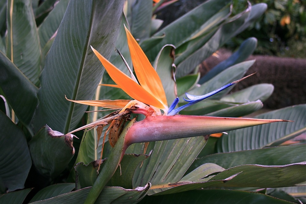 Paradiesvogel – Strelitzia reginae