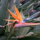 Paradiesvogel – Strelitzia reginae