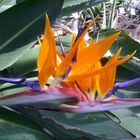 Paradiesvogelblüten - Strelitzia