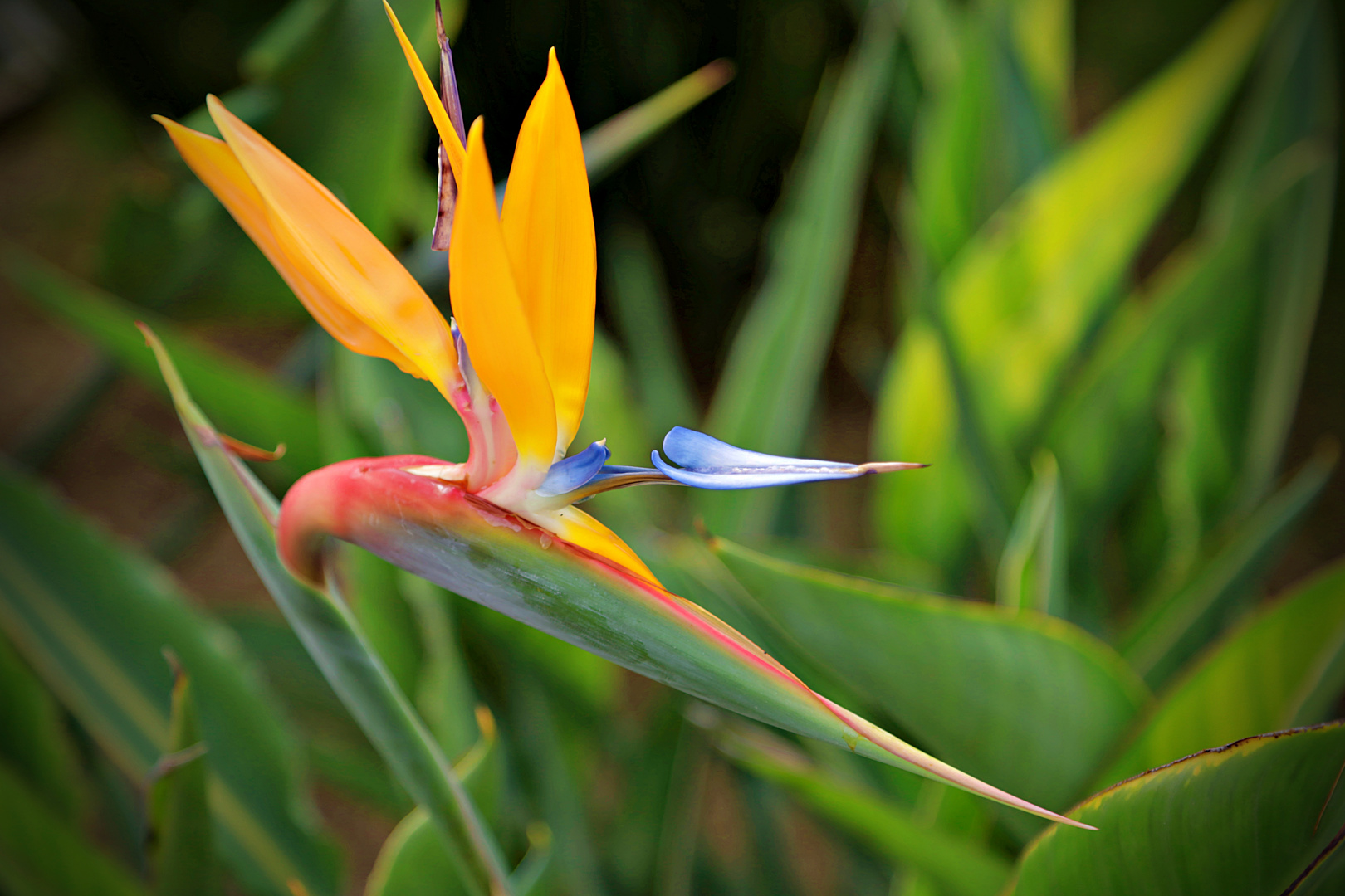 "Paradiesvogelblume"