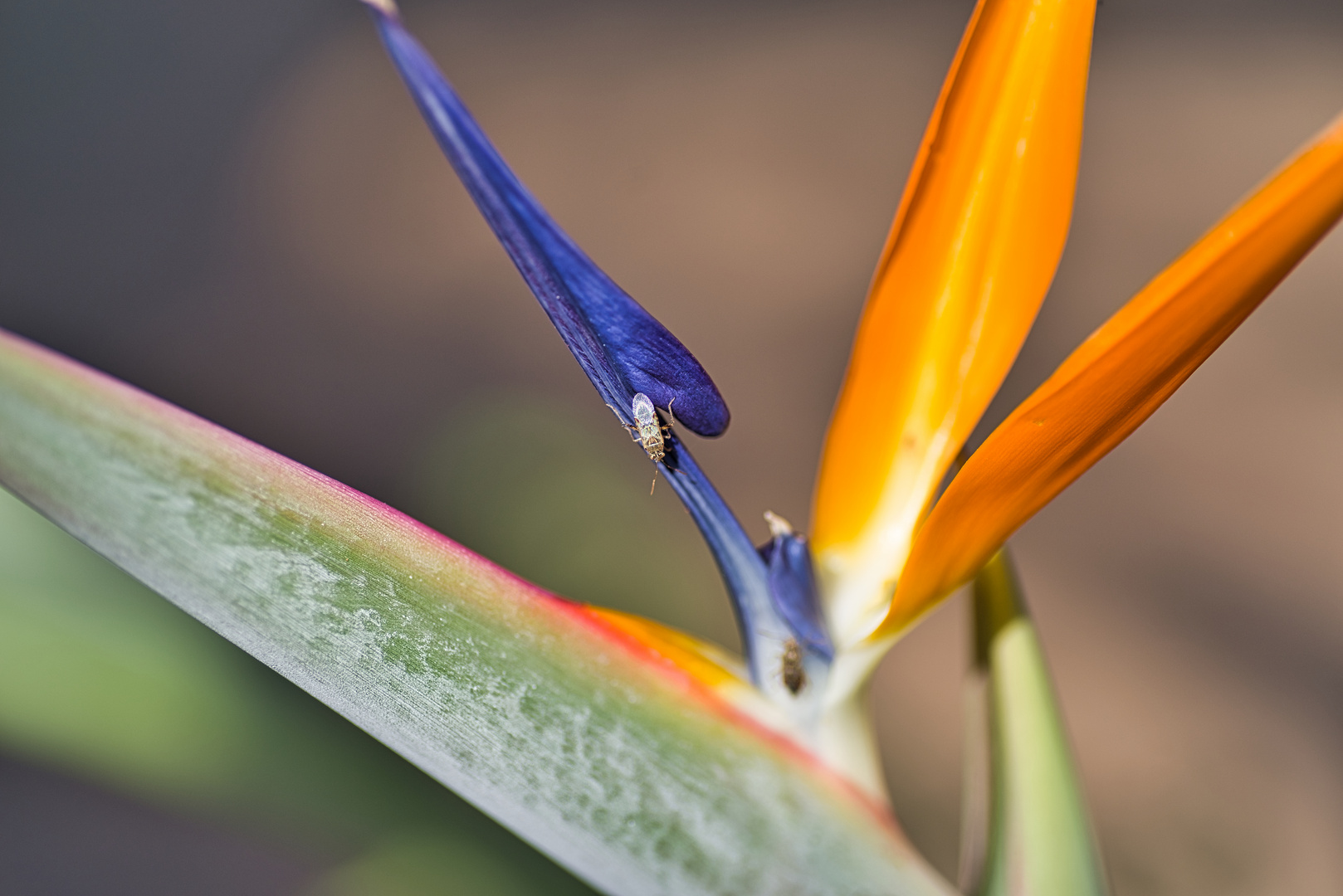 Paradiesvogelblume auf Kreta