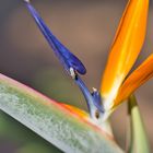 Paradiesvogelblume auf Kreta