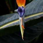 Paradiesvogelblume - das Herz -
