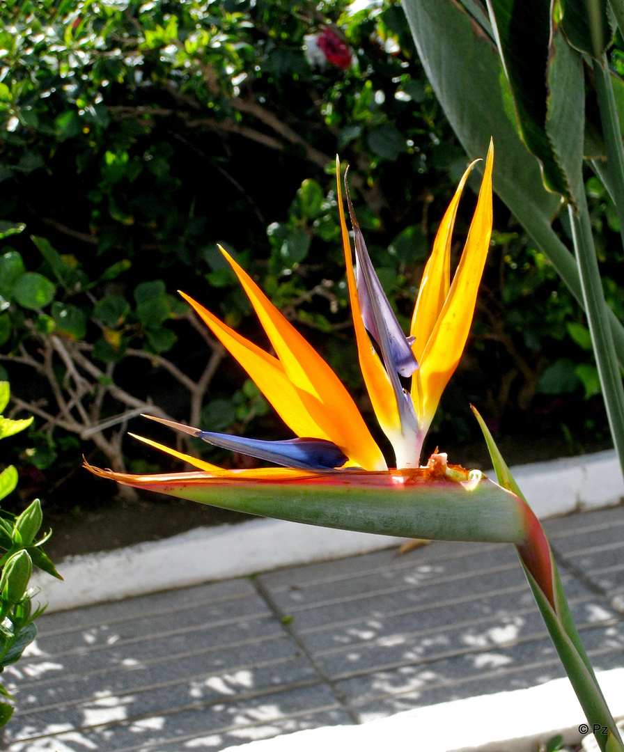 Paradiesvogelblume, gesehen auf Gran Canaria ...