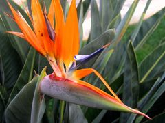 Paradiesvogelblume (Strelitzia reginae) (1)