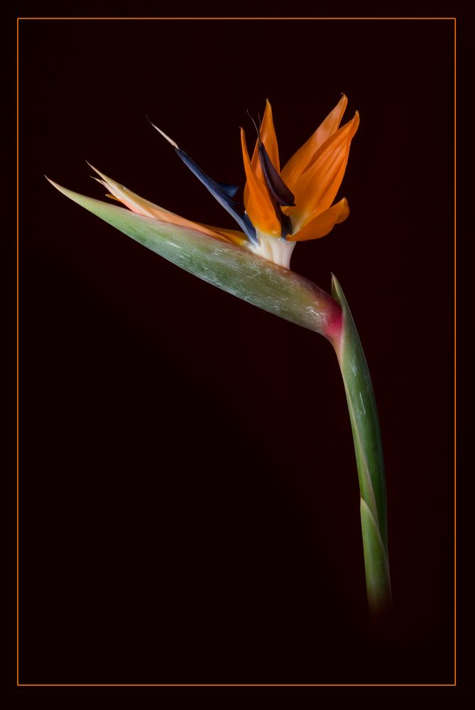 Paradiesvogelblume ( Strelitzia reginae )