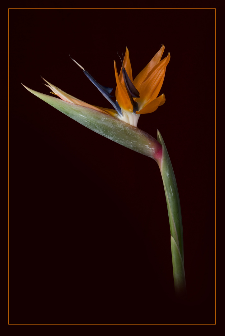 Paradiesvogelblume ( Strelitzia reginae )