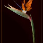 Paradiesvogelblume ( Strelitzia reginae )