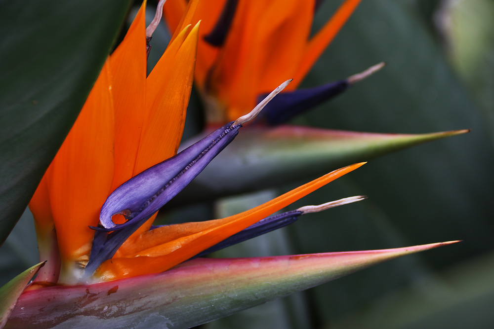 Paradiesvogelblume (Strelitzia reginae)