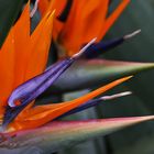 Paradiesvogelblume (Strelitzia reginae)