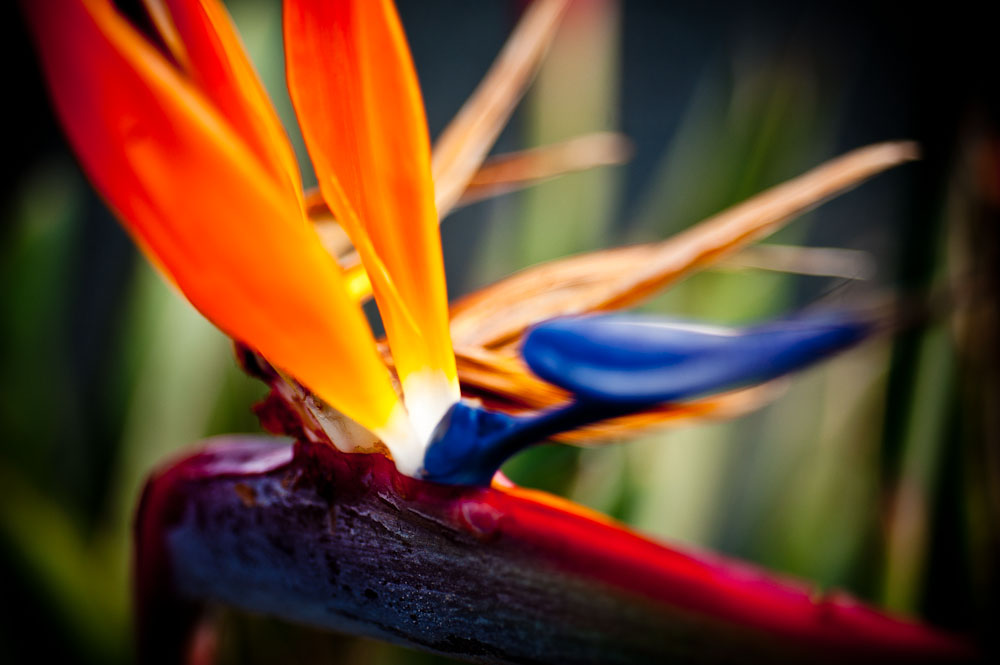 Paradiesvogelblume (Strelitzia reginae)