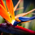 Paradiesvogelblume (Strelitzia reginae)