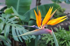 Paradiesvogelblume (Strelitzia reginae)