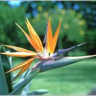 Paradiesvogelblume (Strelitzia reginae)