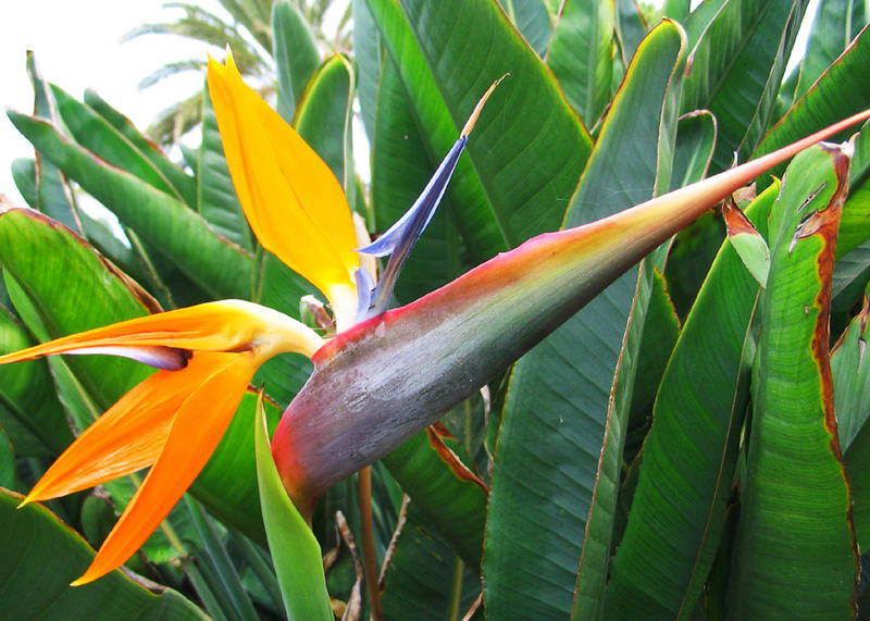 Paradiesvogelblume - (Strelitzia reginae)