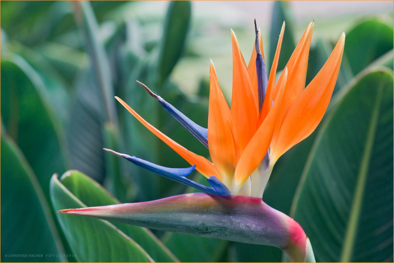 Paradiesvogelblume (Strelitzia reginae)