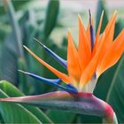 Paradiesvogelblume (Strelitzia reginae)