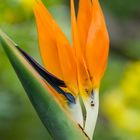 Paradiesvogelblume (Strelitzia reginae)