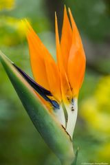 Paradiesvogelblume (Strelitzia reginae)