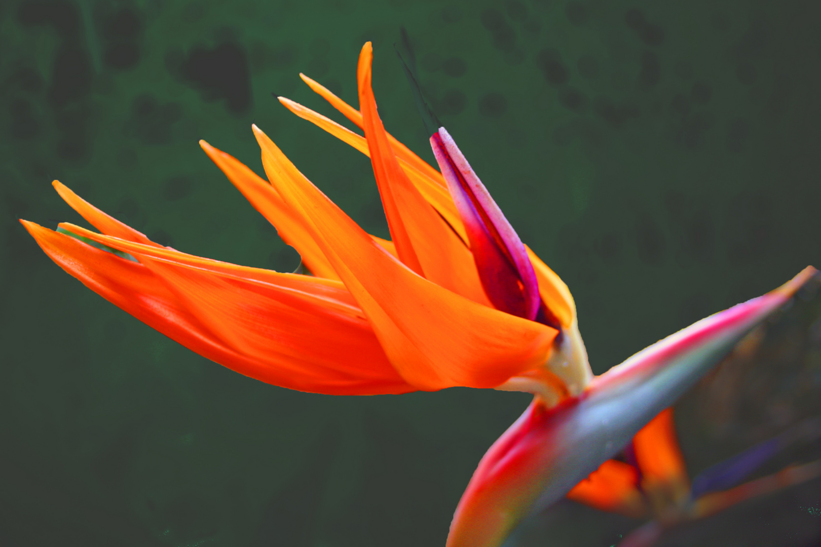 Paradiesvogelblume - Strelitzie