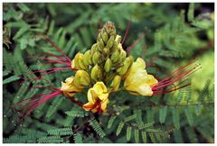 Paradiesvogelbusch (Caesalpinia gilliesii),