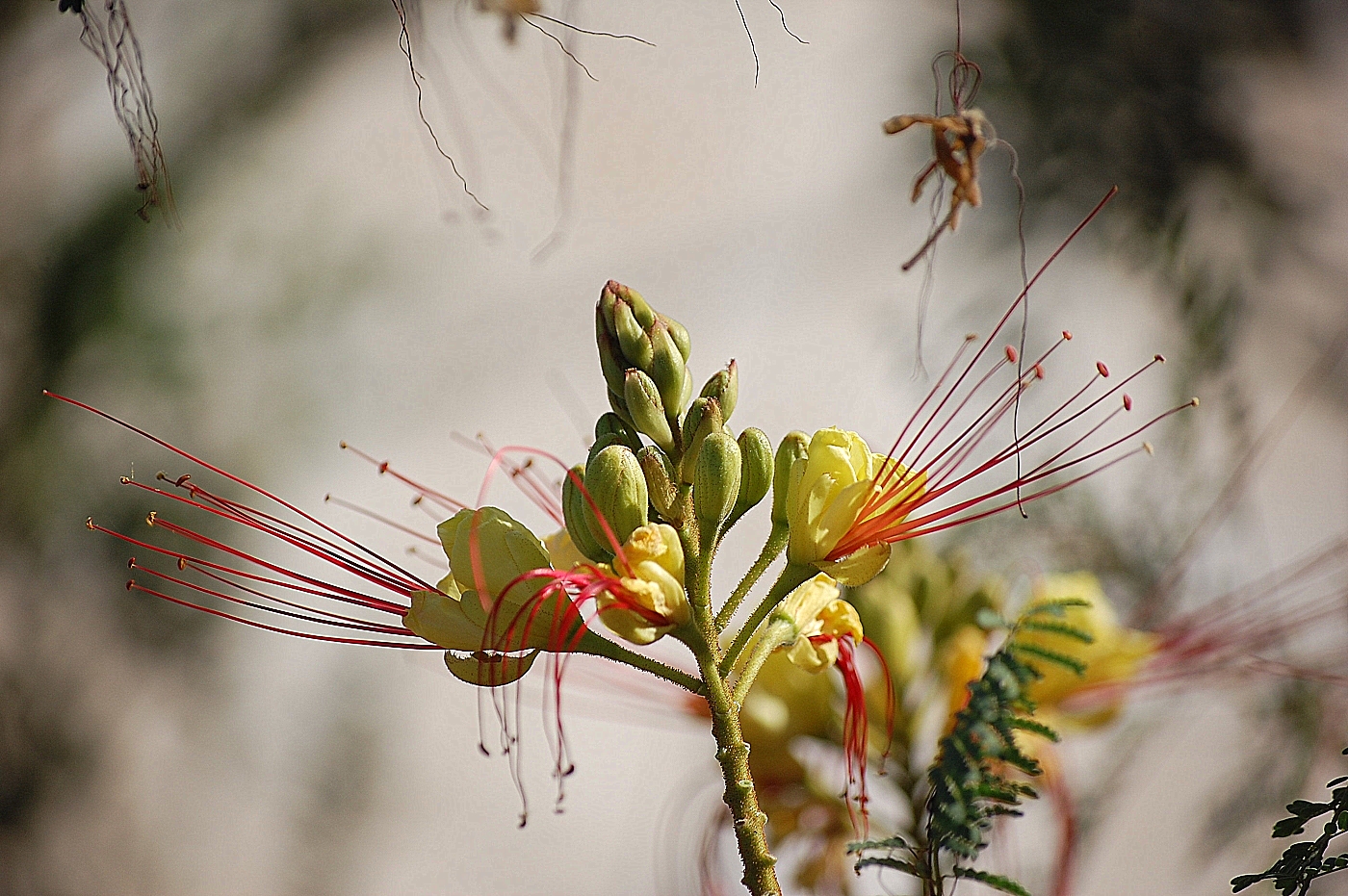 Paradiesvogelstrauch - Caesalpinia gilliesii (Wall.. ex Hook.) Benth. - Espiga de amor