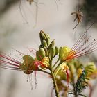 Paradiesvogelstrauch - Caesalpinia gilliesii (Wall.. ex Hook.) Benth. - Espiga de amor