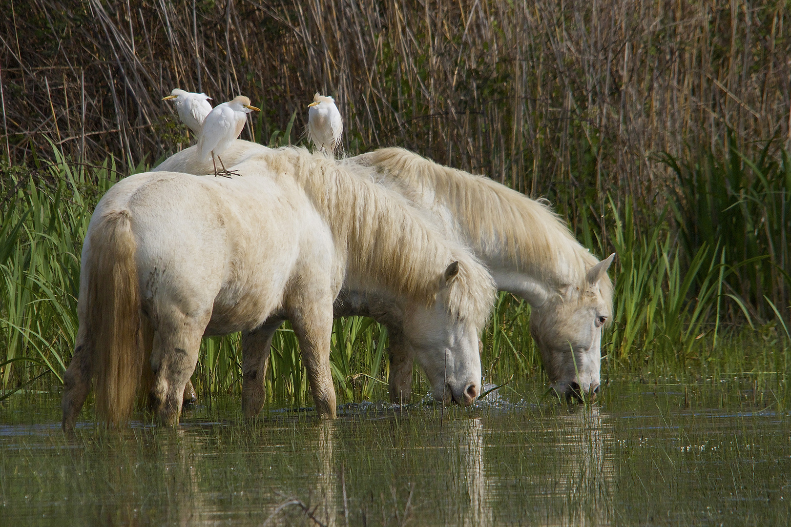 Paradis des anges blancs